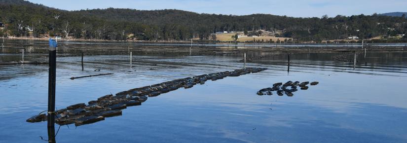 an oyster farm