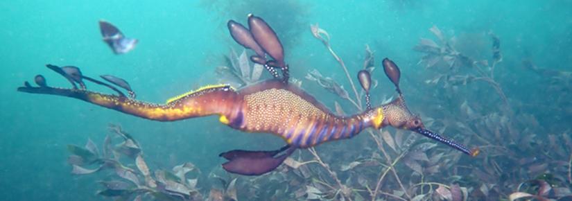 Seadragon swimming at Flinders Pier, Victoria