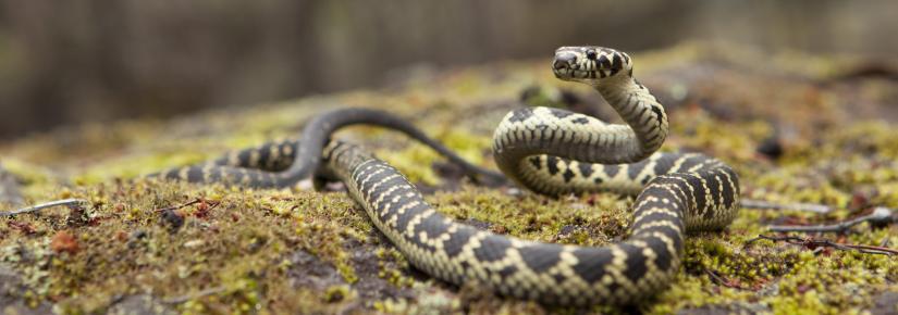 A broad-bellied snake sits on a rock.