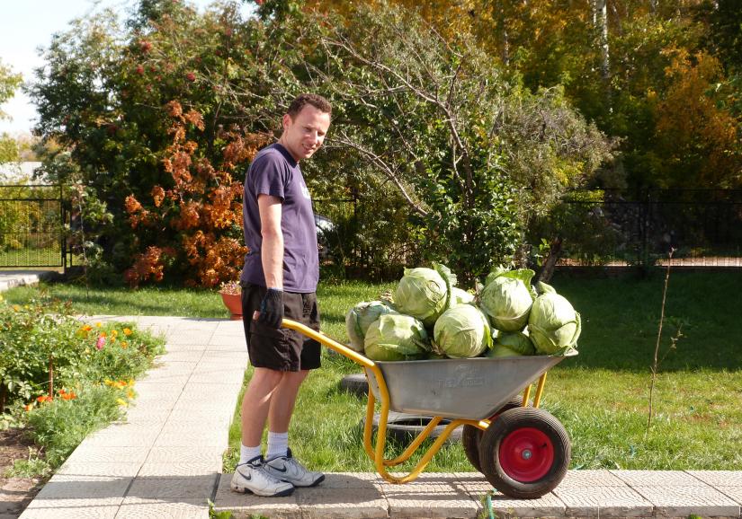 Igor Aharonovich helps picking cabbages in Siberia