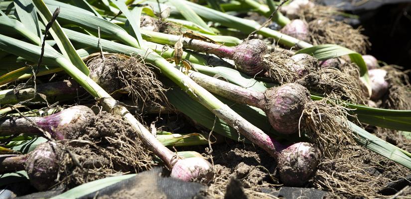 Freshly harvested garlic plants lie on the ground; their stringy roots are filled with dirt.