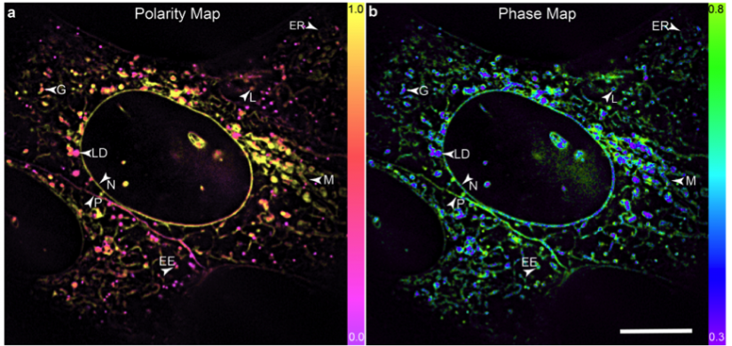 Subcellular lipid membranes