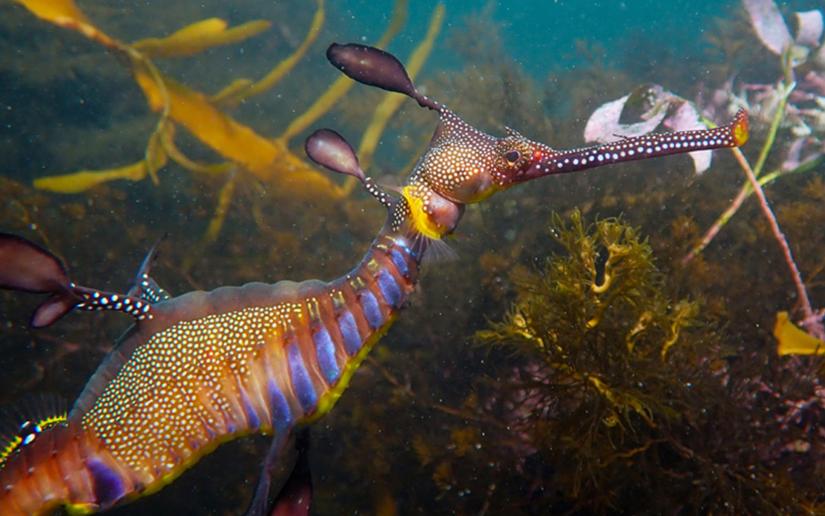 Common Seadragon, Flinders Pier, Victoria. Photo: SeadragonSearch.org