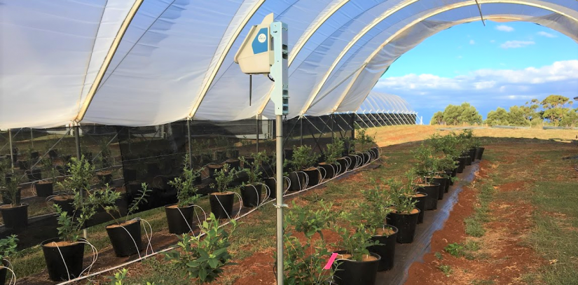 Yield sensor in field