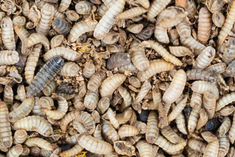 Black soldier fly larvae