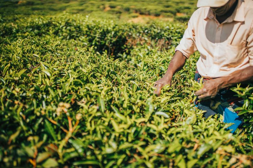 Man picking tea leaves during sunny day in Sri Lanka