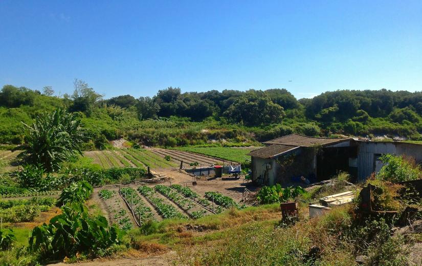 La Perouse Market Garden