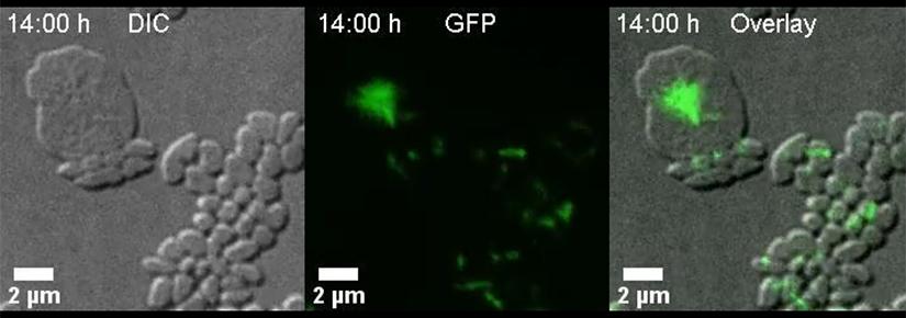 Still from a short video of the archaeal cell division process