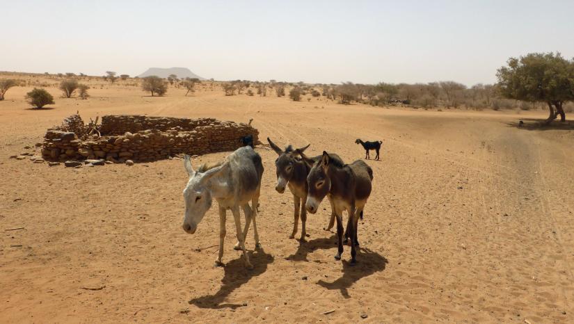 donkeys in the desert
