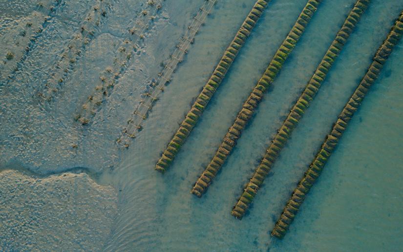 a row of oyster farms in the ocean