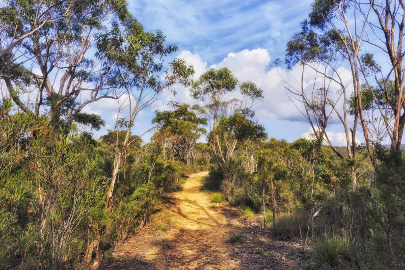 Trees in the Australian bush