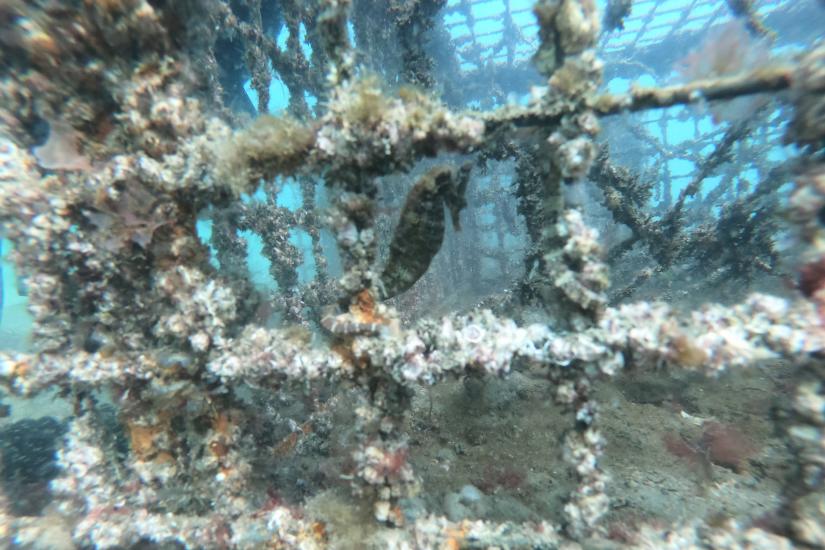 A baby seahorse after tagging and release, swimming in a hotel 