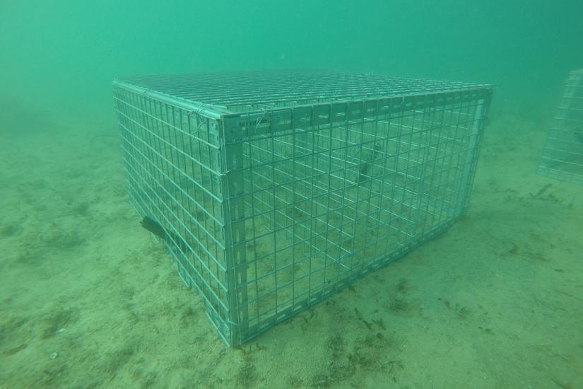 A newly installed seahorse hotel on the harbour floor