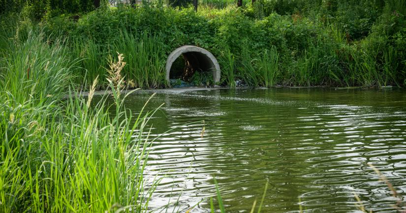 reeds and a water pipe draining into a lake