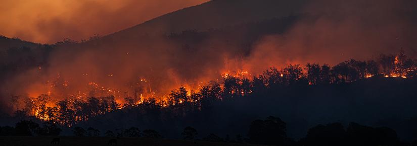 bushfire silhouettes line of trees