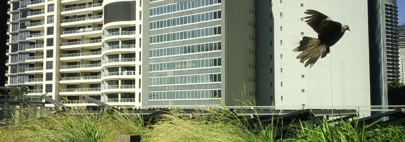 a bird flies overhead a city rooftop with solar panels and plants