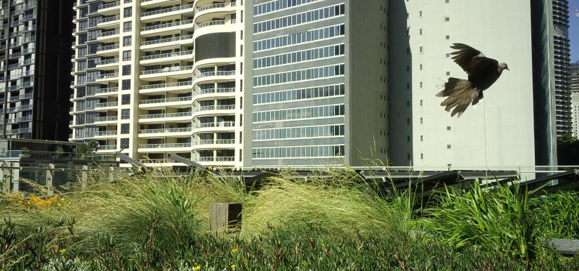 a bird flies overhead a city rooftop with solar panels and plants