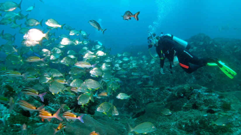 Diver underwater looking at school of fish