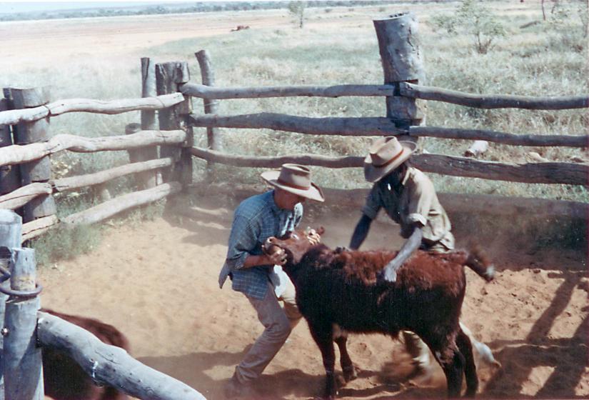 Two men wrestling a calf