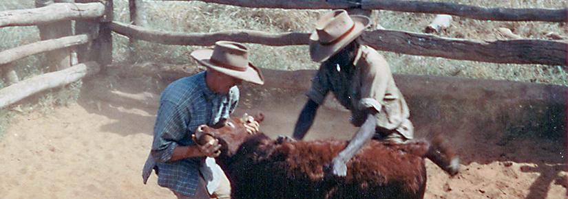 Two men wrestling a calf