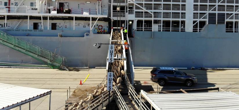 Photo of sheep being counted boarding ship