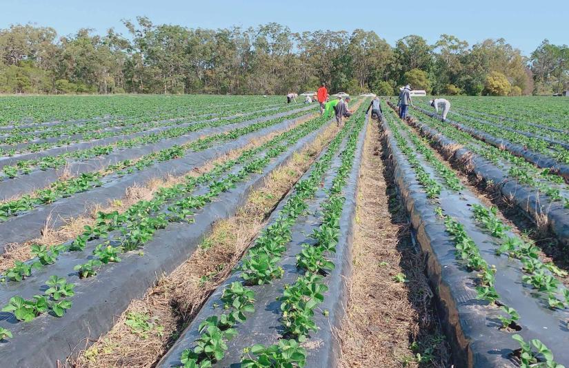 Image of agricultural work