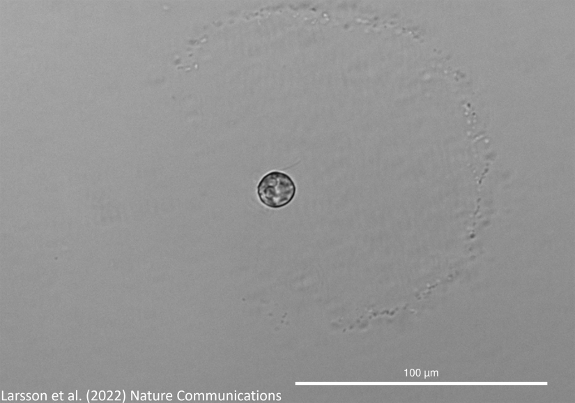 The mixotrophic protist Prorocentrum cf. balticum observed constructing a ‘mucosphere’.