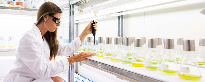Photo of algae research in the lab