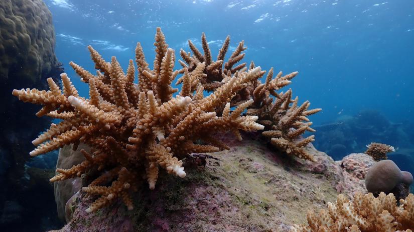 Coral reef
