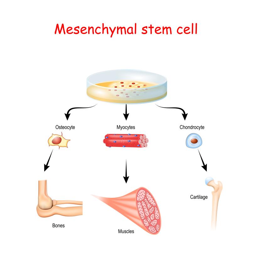 Mesenchymal stem cells