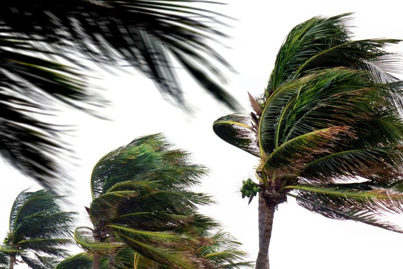 palm trees blowing in the wind