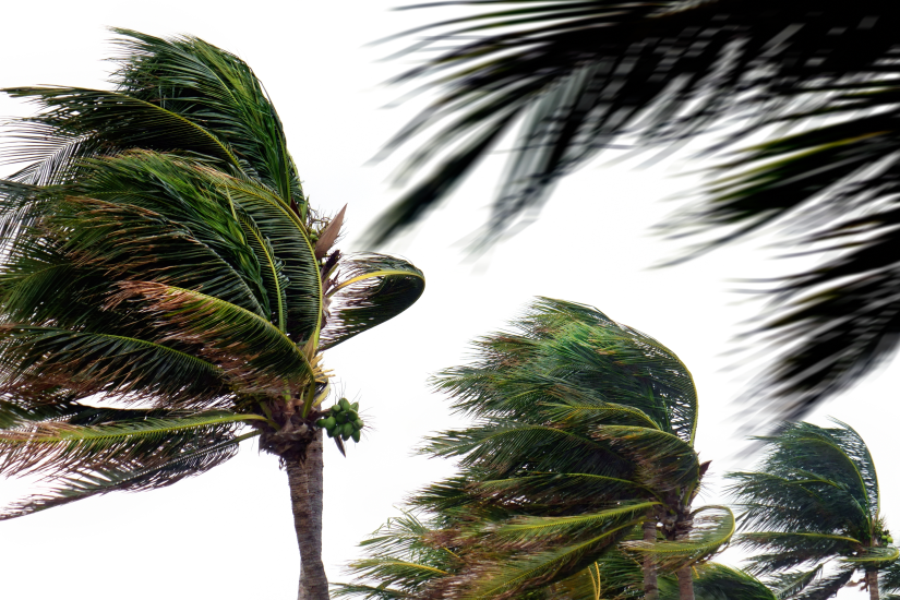 palm trees blowing in the wind