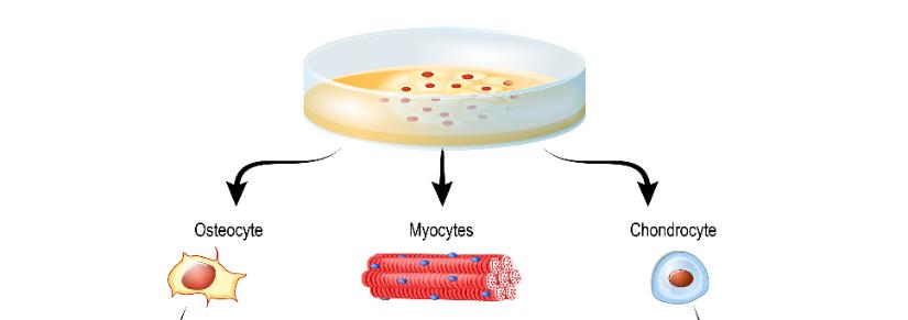 stem cells