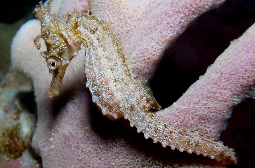 Seahorse