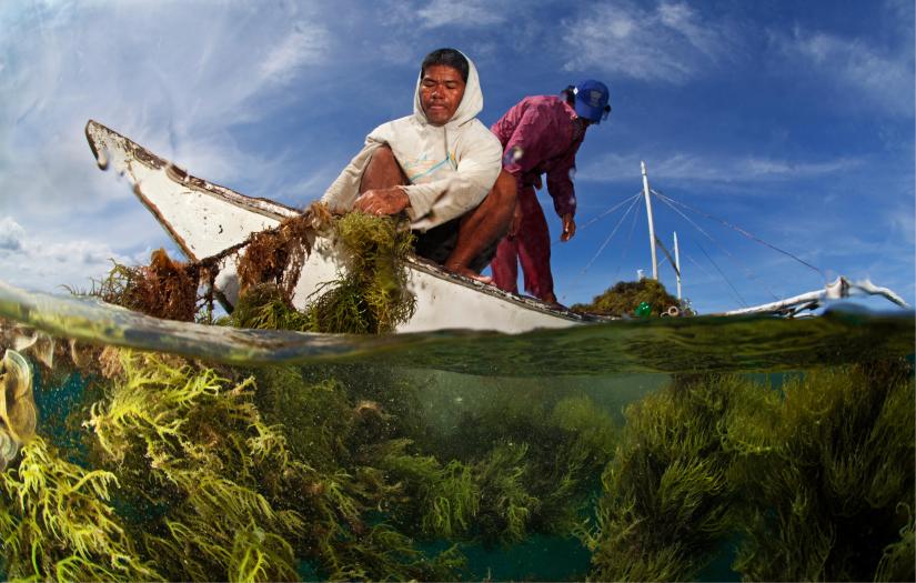 Two fishermen in a boat pulling seaweed up onto the boat from the ocean