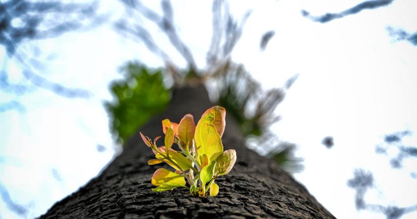 Plant growing on a tree