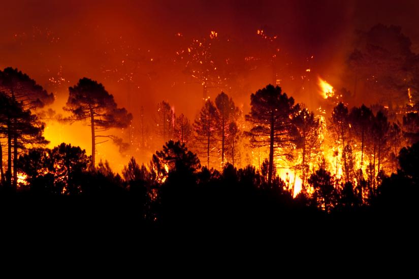 Forest fire, Pinus pinaster, Guadalajara (Spain)