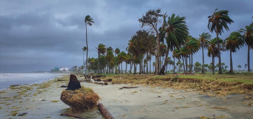 Cyclone blowing palm trees at the beach