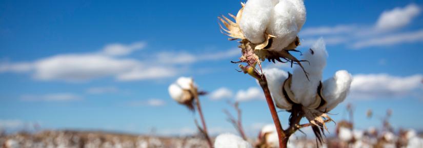 cotton plant