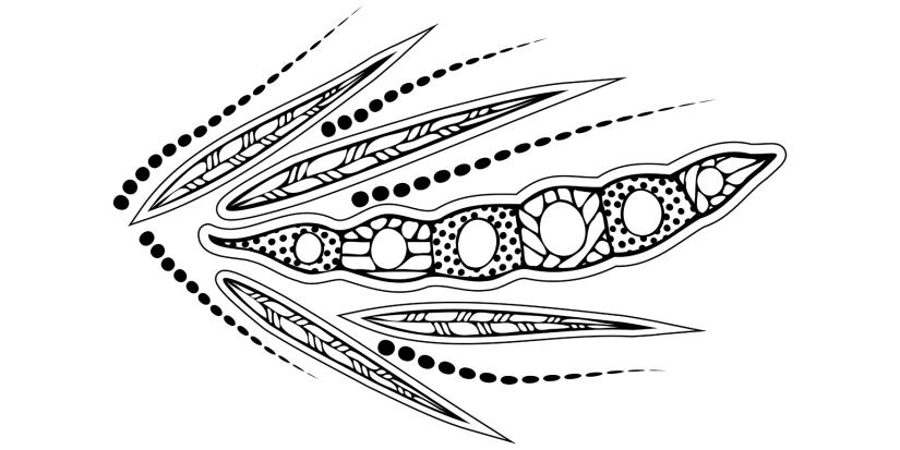 Girra Maa wattle seed artwork
