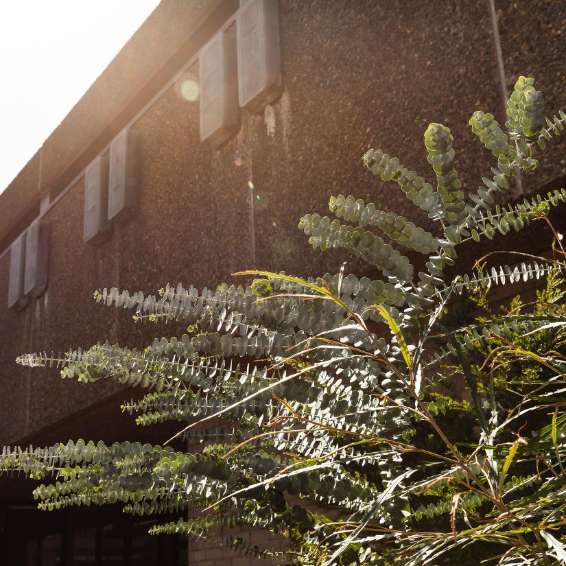 A photo of Eucalyptus leaves in front of a brown building facade.
