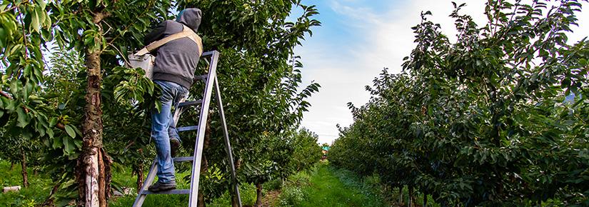 A worker up a ladder picks fruit 