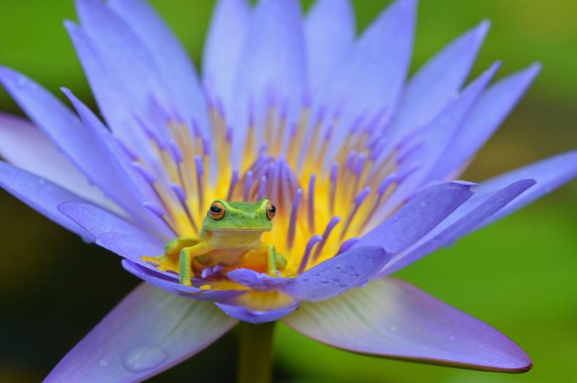 frog on flower