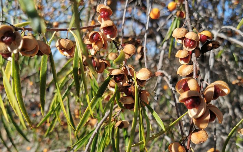 Pittosporum angustifolium, or the gumbi gumbi plant, is widespread across most of inland Australia and has been used by Indigenous people in various ways as bush tucker or bush medicine. Its properties are now the subject of scientific investigation. Picture by Margaret Donald via Wikimedia Commons (CC BY-SA 4.0)