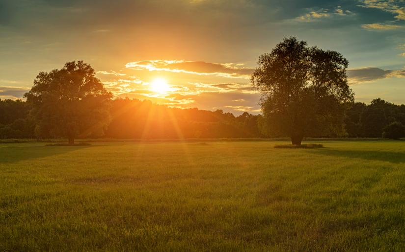 A meadow with flowers and trees at sunset.