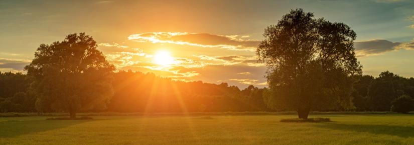 A meadow with flowers and trees at sunset.