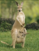 Kangaroo and Joey 