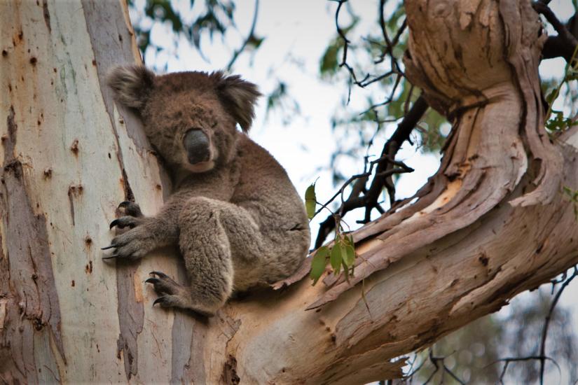 Koala in a gum tree. Image: Phil Long / Flickr (CC BY 2.0)