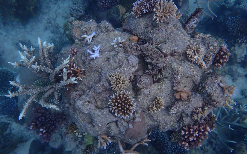 a variety of colourful corals on the Great Barrier Reef