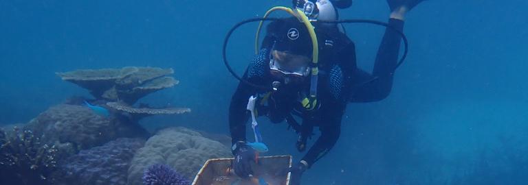 a scuba diver attaches coral to the Great Barrier Reef